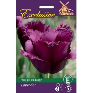 Tulbid Exclusive Labrador
