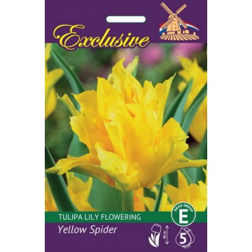 TULP EXCLUSIVE YELLOW SPIDER