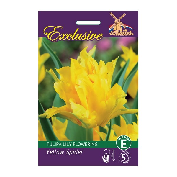 Tulbid Exclusive Yellow Spider