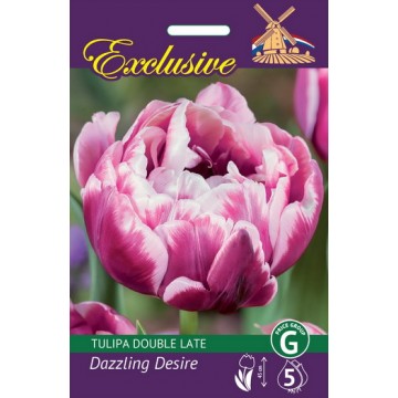 Tulp EXCLUSIVE DAZZLING DESIRE