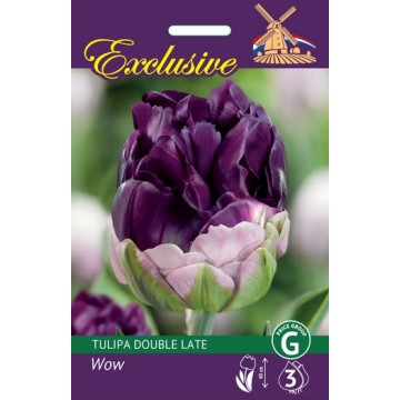 Tulp EXCLUSIVE WOW