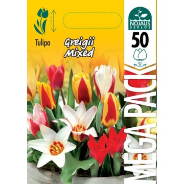 TULP MEGA PACK MIX GREIGII...