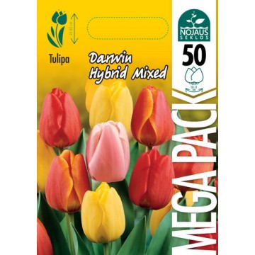 TULP MEGA PACK DARWIN...