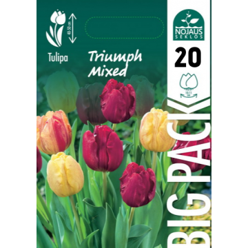 TULP BIG PACK MIX TRIUMPH...