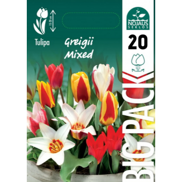 TULP BIG PACK MIX GREIGII...