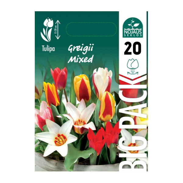 TULP BIG PACK MIX GREIGII 20 tk.