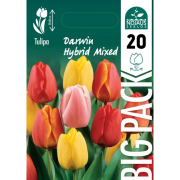 TULP BIG PACK DARWIN HYBRID...