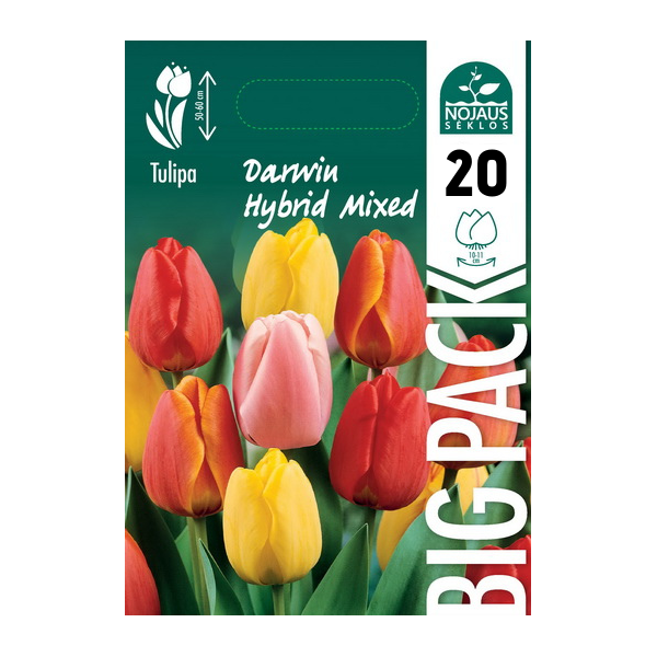 TULP BIG PACK DARWIN HYBRID MIX 20 tk.