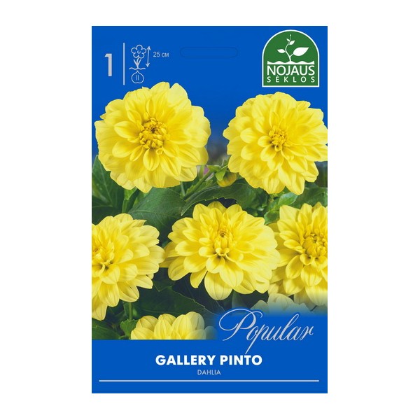 Dahlia GALLERY PINTO