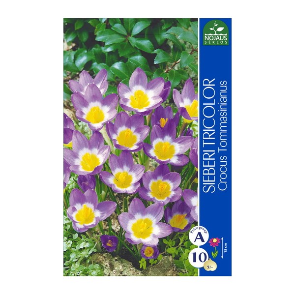Crocus SIEBERI TRICOLOR