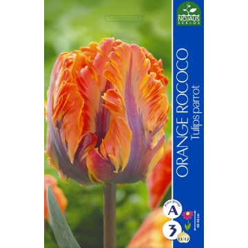 TULP ORANGE ROCOCO