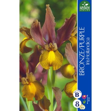 Iiris BRONZE PURPLE