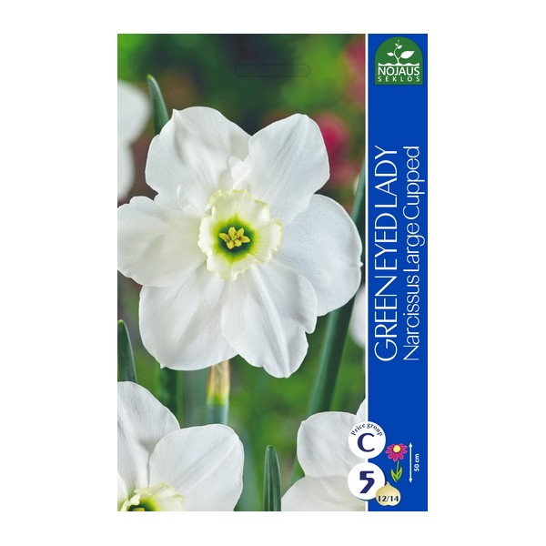 NARCISSUS GREEN EYED LADY