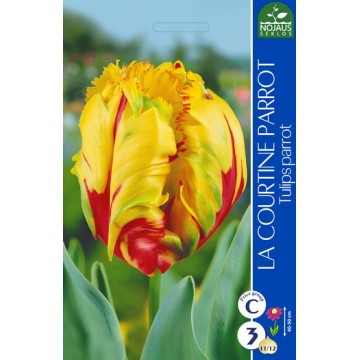 TULP LA COURTINE PARROT