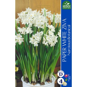 NARTSISSID PAPER WHITE ZIVA