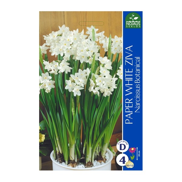 NARTSISSID PAPER WHITE ZIVA