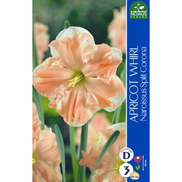 NARTSISSID APRICOT WHIRL