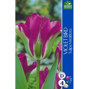 TULPĖS VIOLET BIRD