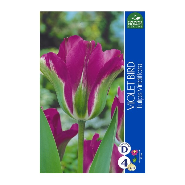 TULP VIOLET BIRD
