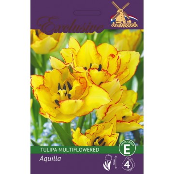 Tulp EXCLUSIVE AQUILLA