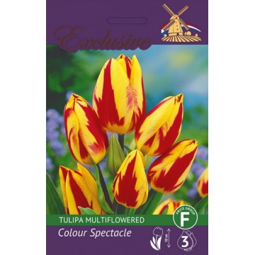 TULP EXCLUSIVE COLOUR...