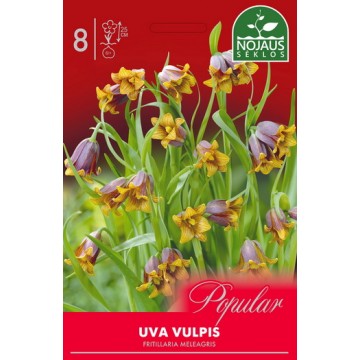 Püvilill UVA VULPIS