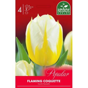 POPULAR TULP FLAMING COQUETTE