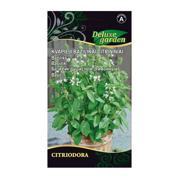 Basiilik Citriodora
