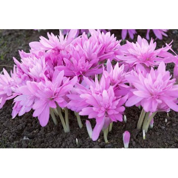 Colchicum Waterlily 3tk.