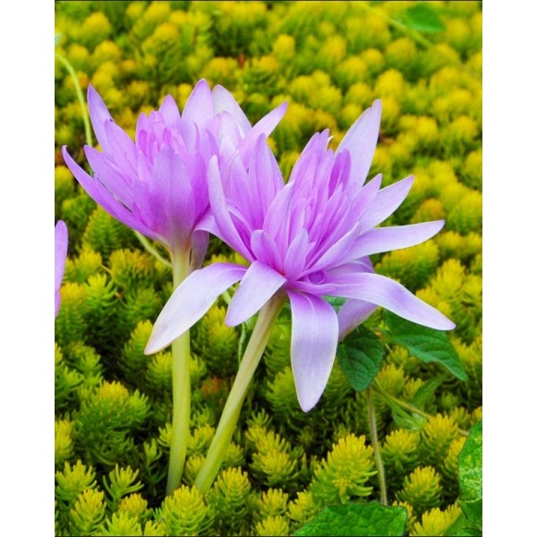 VĖLYVIAI WATERLILY
