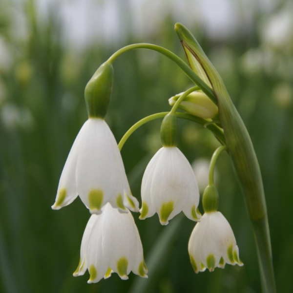 LEUCOJUM AESTIVUM