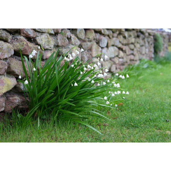 LEUCOJUM AESTIVUM
