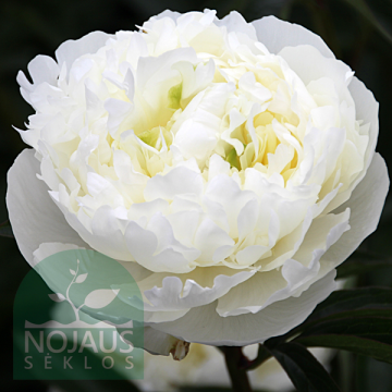 POJENG DUCHESSE DE NEMOURS