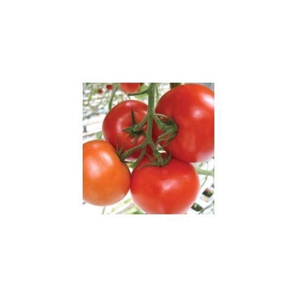 Tomat Mahitos H 100 seemet