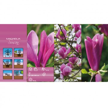 Magnolia Susan VIOLET