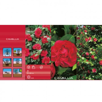 CAMELLIA JAPONICA RED