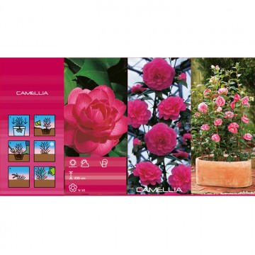 CAMELLIA JAPONICA PINK