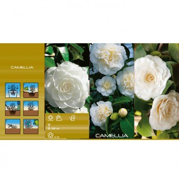 CAMELLIA JAPONICA WHITE