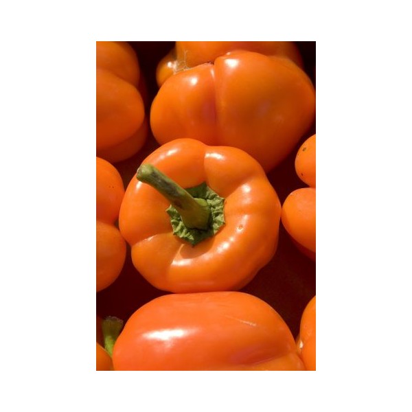 Paprika REWIA