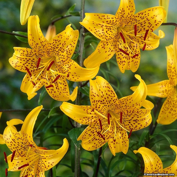 Liilia LEICHTLINII 1tk.