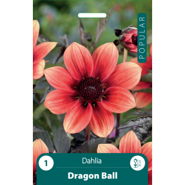 JURGINAI DRAGON BALL