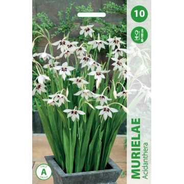 Луковицы цветов