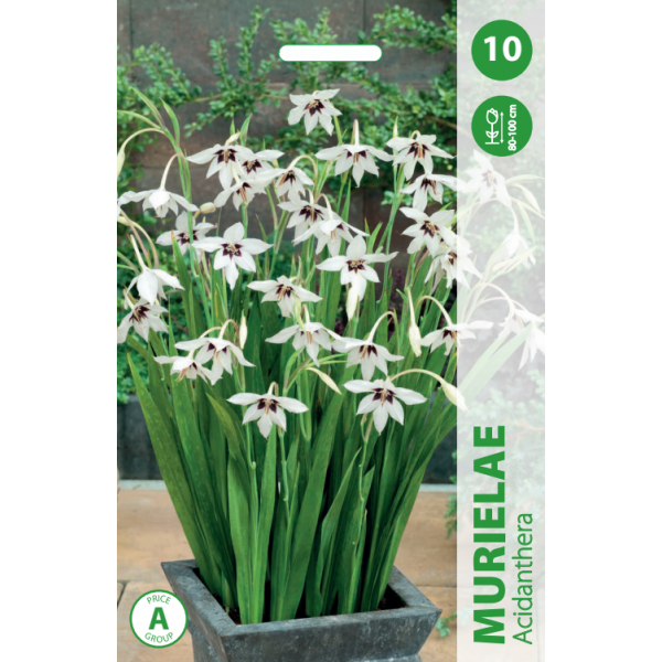 Луковицы цветов