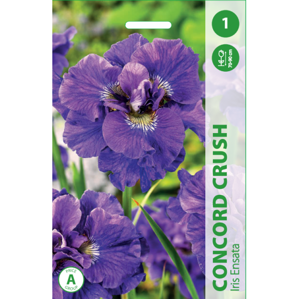 IRIS CONCORD CRUSH