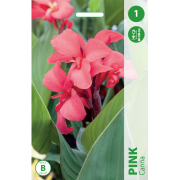 KANNA PINK 1 tk.