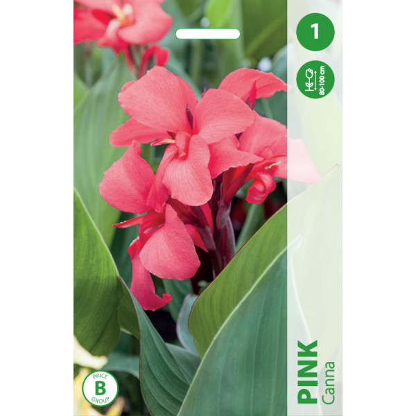 KANNA PINK 1 tk.