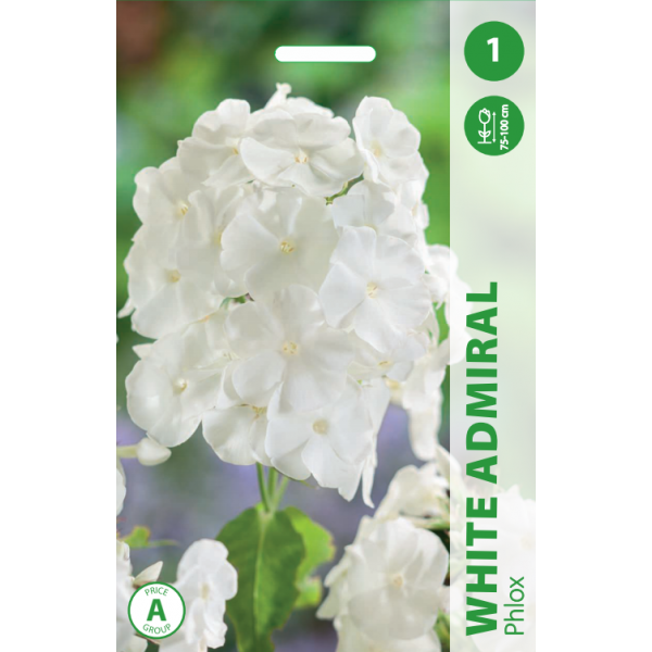 Phlox WHITE ADMIRAL