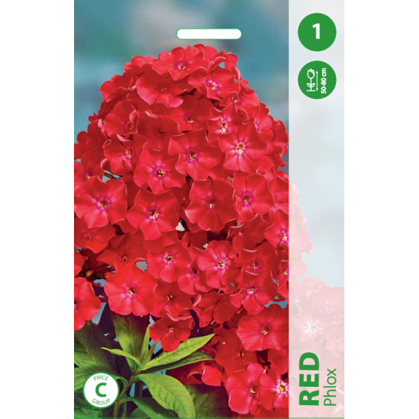 PHLOX RED