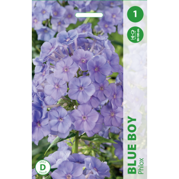 PHLOX BLUE BOY