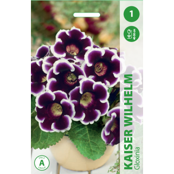 GLOXINIA KAISER WILHELM